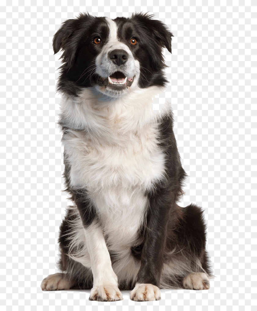 580x958 Border Collie Png