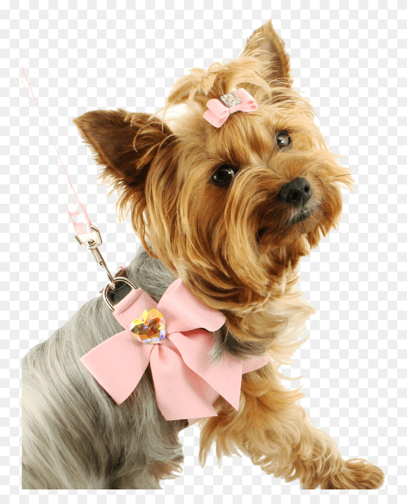 750x979 Dog Image Picture Dogs Image Fancy Dog Small, Pet, Canine, Animal Descargar Hd Png