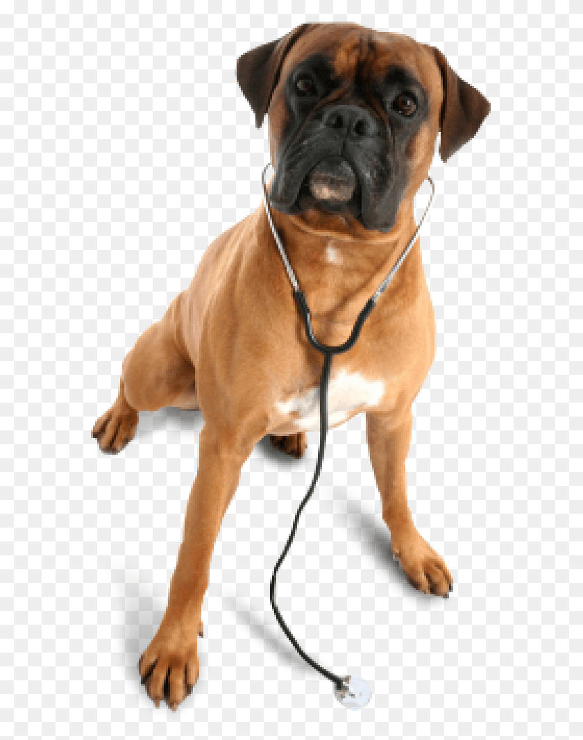 580x1006 Собака В Цепном Ветеринаре Животные, Боксер, Бульдог, Домашнее Животное Png Скачать