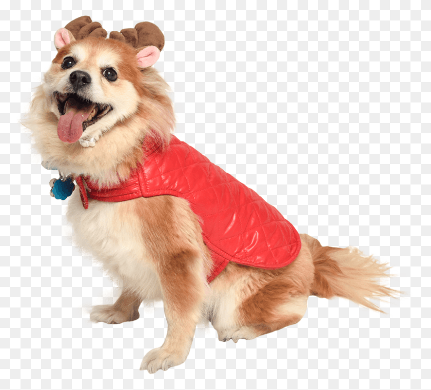 803x722 Dog In Holiday Jacket And Reindeer Antlers Cutout Dog, Clothing, Apparel, Pet HD PNG Download