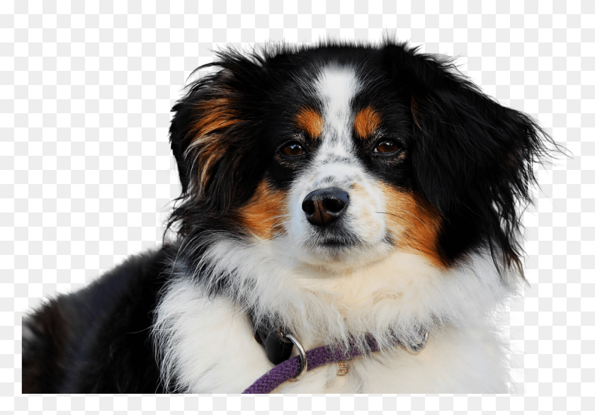 961x649 Dog Isolated Animal Mammal Cute Purebred Dog Dog, Pet, Canine, Papillon HD PNG Download