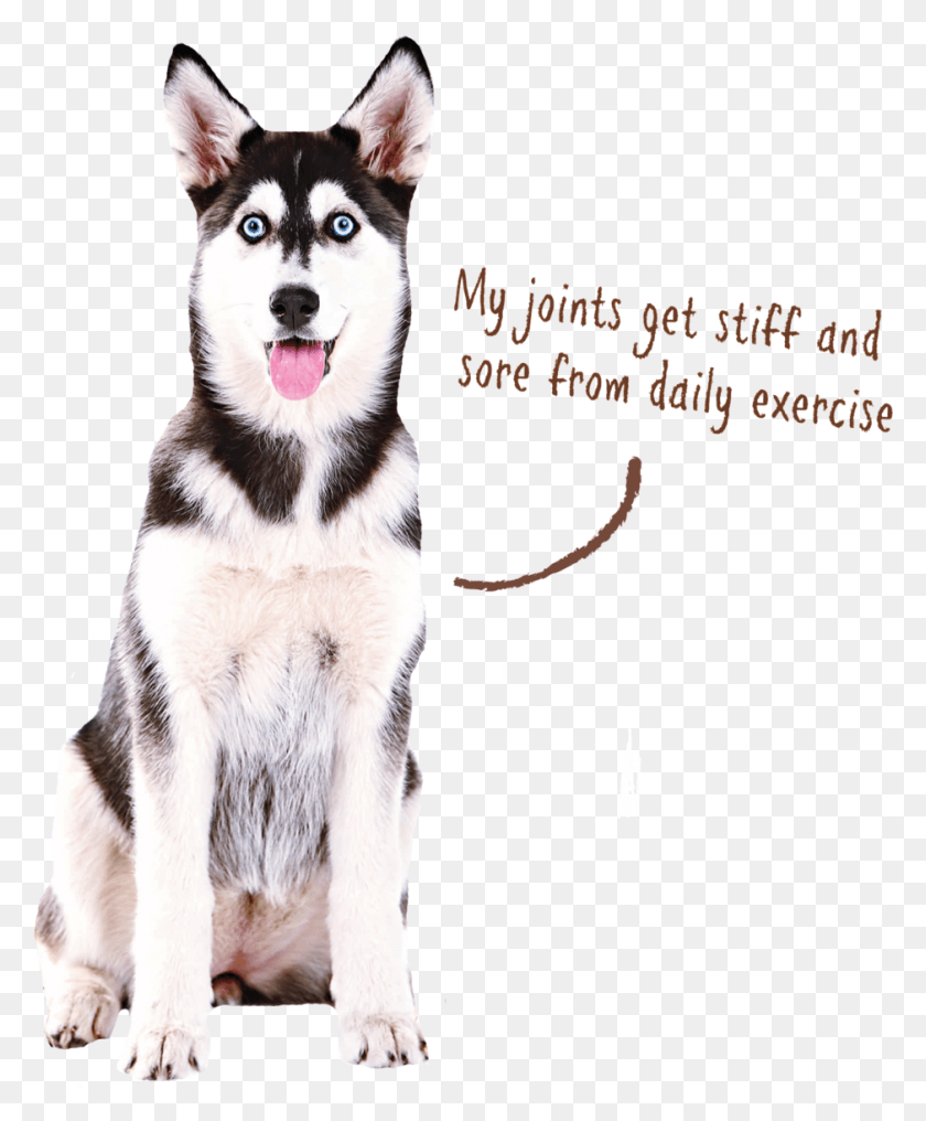939x1151 Dog Joint Dogs Small To Big, Husky, Pet, Canine Descargar Hd Png