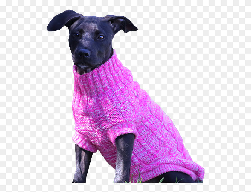 531x583 Dog Jumper Chunky Knit Raspberry Companion Dog, Animal, Mammal, Canine HD PNG Download
