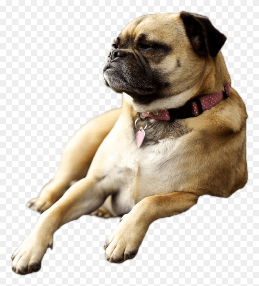 856x950 Dog Laying Down 856 950 Desktop Wallpaper Pug, Pet, Canine, Animal HD PNG Download