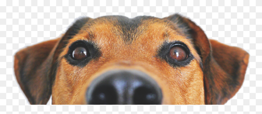 769x308 Dog Nose White Background, Pet, Canine, Animal HD PNG Download