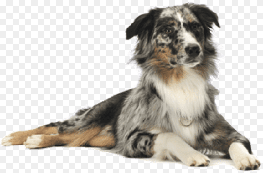 Dog On Transparent Background, Animal, Canine, Collie, Mammal Clipart PNG