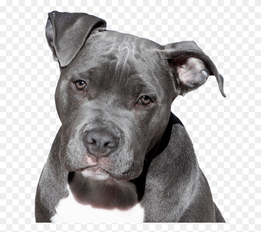 623x685 Descargar Png Perro Pitbull Terrier, American Staffordshire Face, Pitbull Png