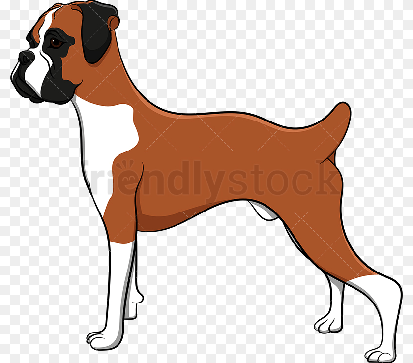 798x738 Dog Proud Boxer Vector Cartoon Clipart Dog Boxer Clip Art, Animal, Bulldog, Canine, Pet Sticker PNG