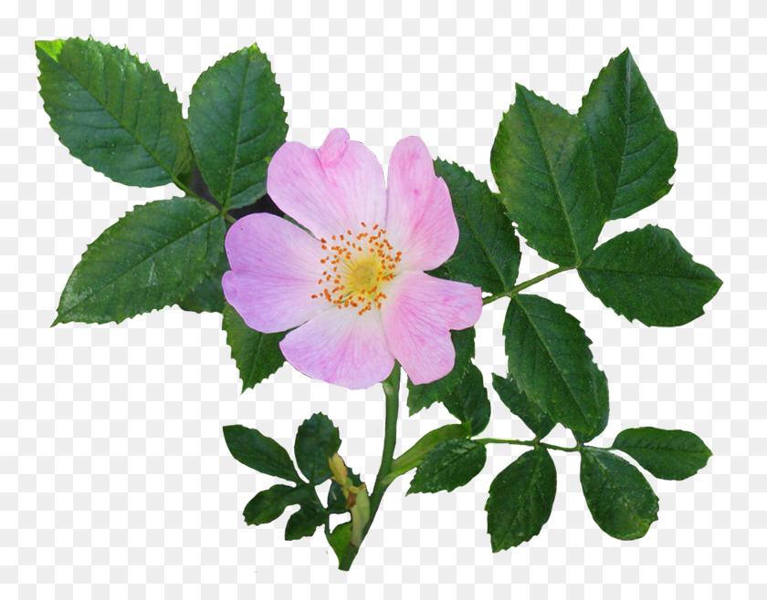 774x598 Dog Rose Flower, Leaf, Plant, Flower HD PNG Download