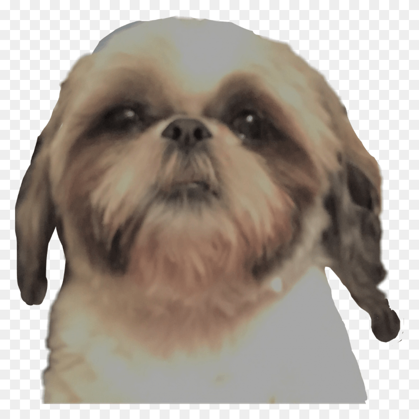 1024x1023 Dog Shihtzu Little Dog Dog Head Shaggy Dog Shaggy, Pet, Canine, Animal HD PNG Download