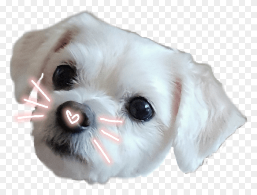 978x727 Dog Sticker, Pet, Canine, Animal HD PNG Download