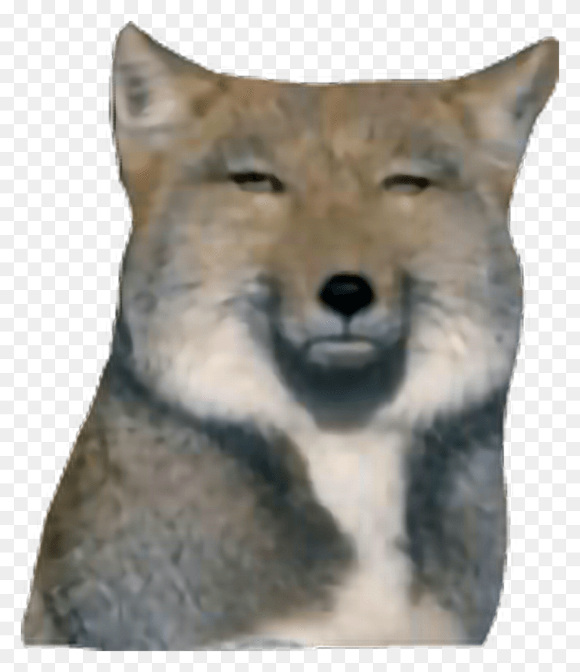1024x1199 Dog Sticker Tibetan Sand Fox, Mammal, Animal, Coyote HD PNG Download