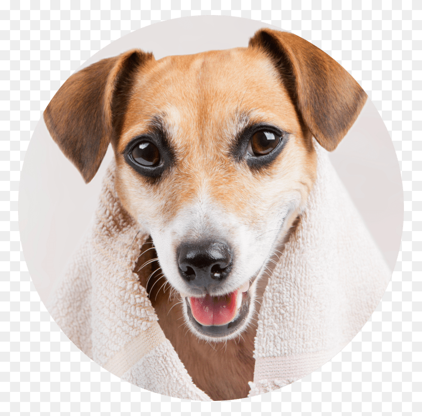 768x768 Dog Towel 20 Jul 2017 Bath Dog Shutterstock, Pet, Canine, Animal HD PNG Download