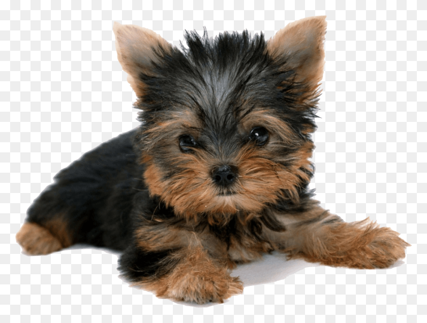 1500x1109 Dog Transparent Yorkie Perros Yorkshire, Pet, Canine, Animal HD PNG Download