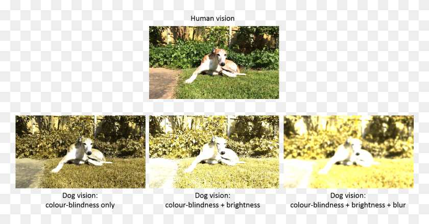 1876x913 Dog Vision Of A Stationary Brindlewhite Dog Outdoors Dog Spectrum Of Vision, Collage, Poster, Advertisement HD PNG Download