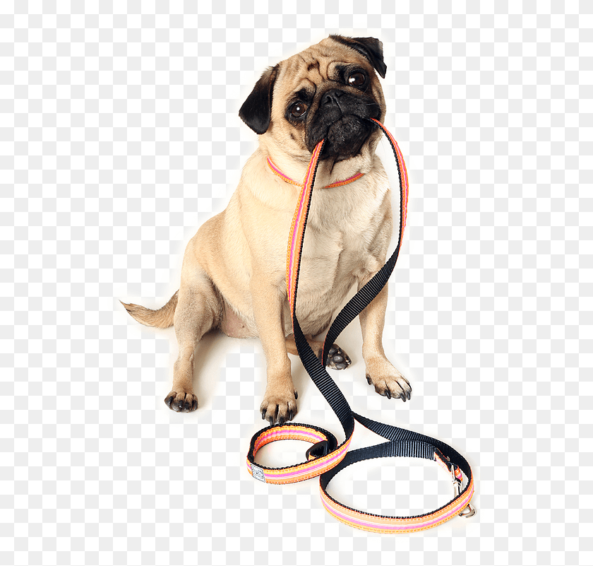 539x741 Dog Walk Dog Ready For Walk, Pet, Canine, Animal HD PNG Download