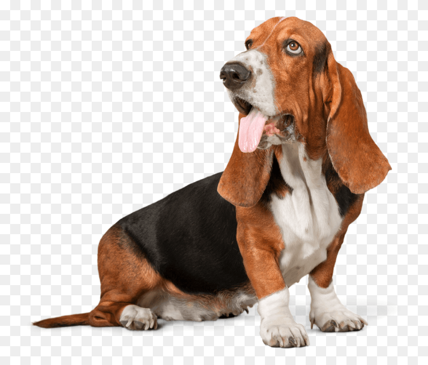 739x657 Dog Walking, Pet, Canine, Animal HD PNG Download