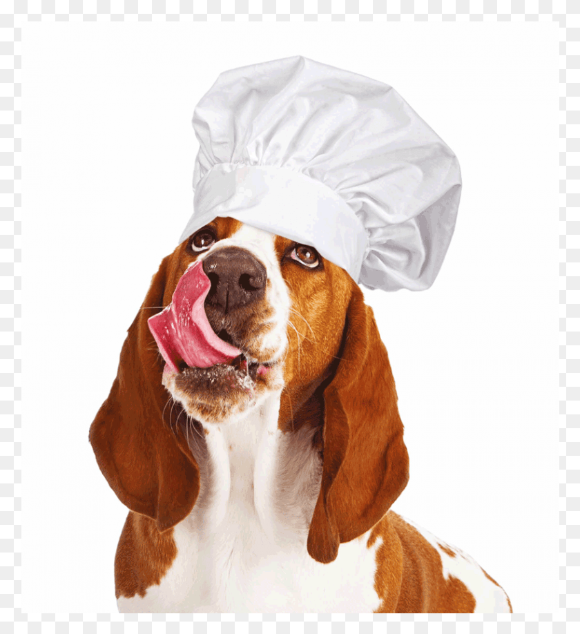 819x901 Dog Wearing Chef Hat Dog Yawns, Pet, Canine, Animal HD PNG Download