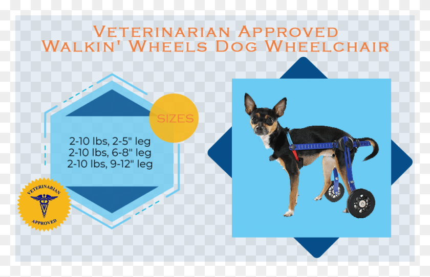 970x600 Dog Wheelchair Xs Mini Dog Catches Something, Pet, Canine, Animal HD PNG Download
