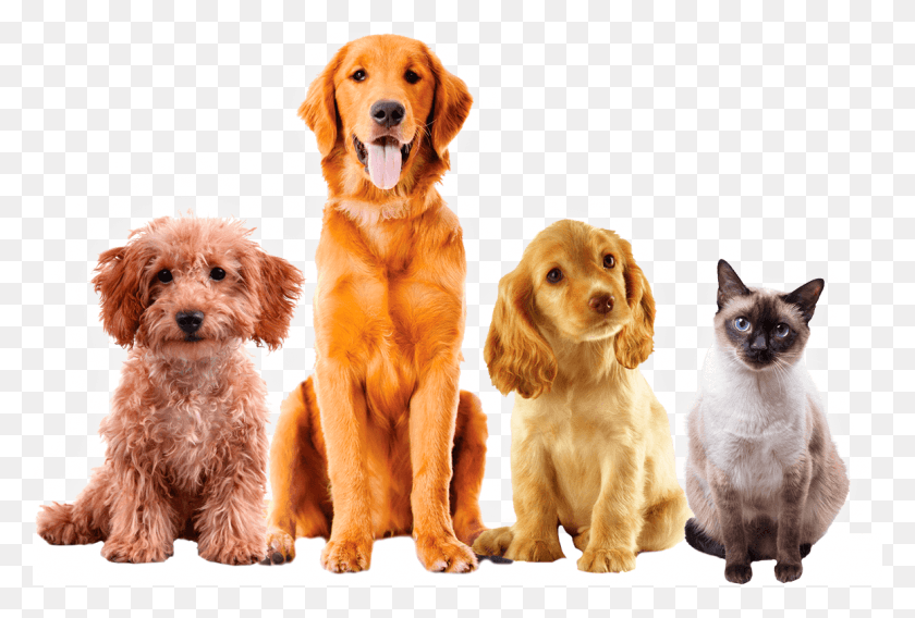 1158x755 Dog With Blank Background, Puppy, Pet, Canine HD PNG Download