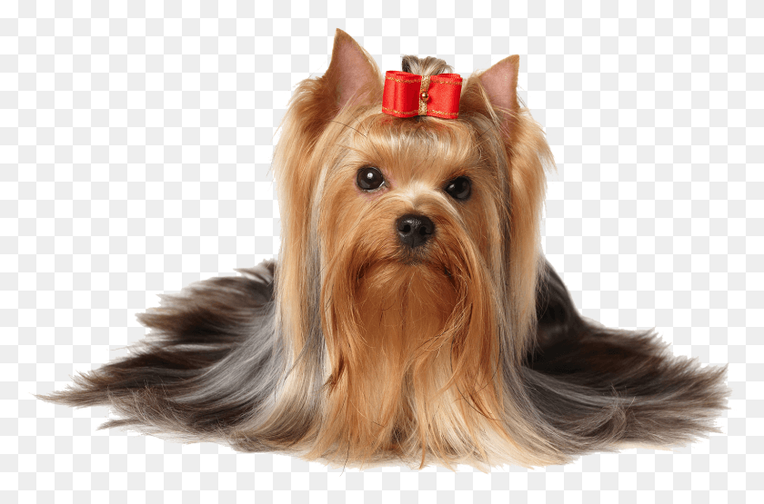 1524x969 Dog With Bow In Hair New York Terrier, Pet, Canine, Animal HD PNG Download