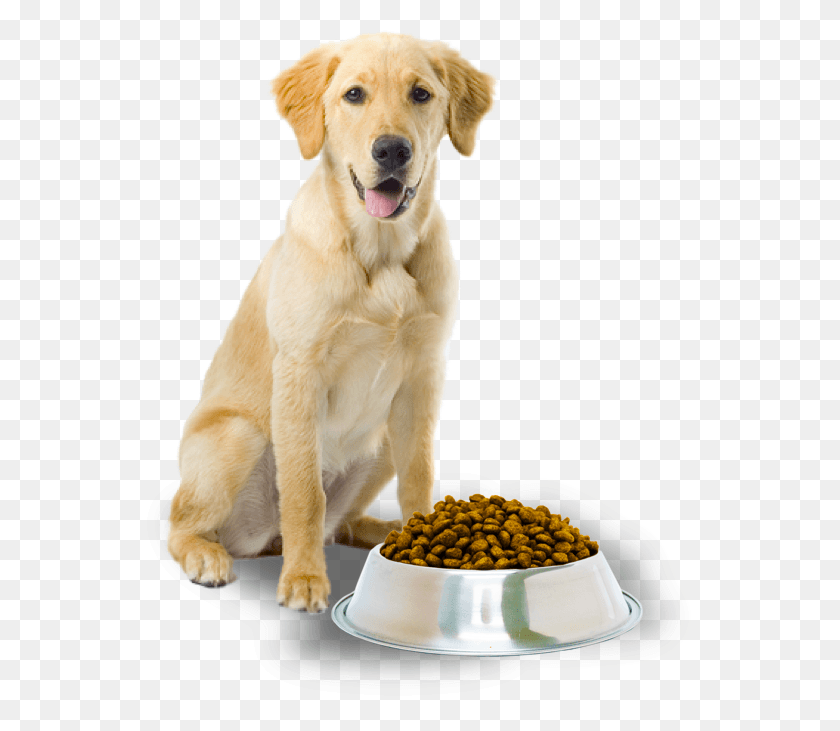 558x671 Dog With Food, Pet, Canine, Animal HD PNG Download