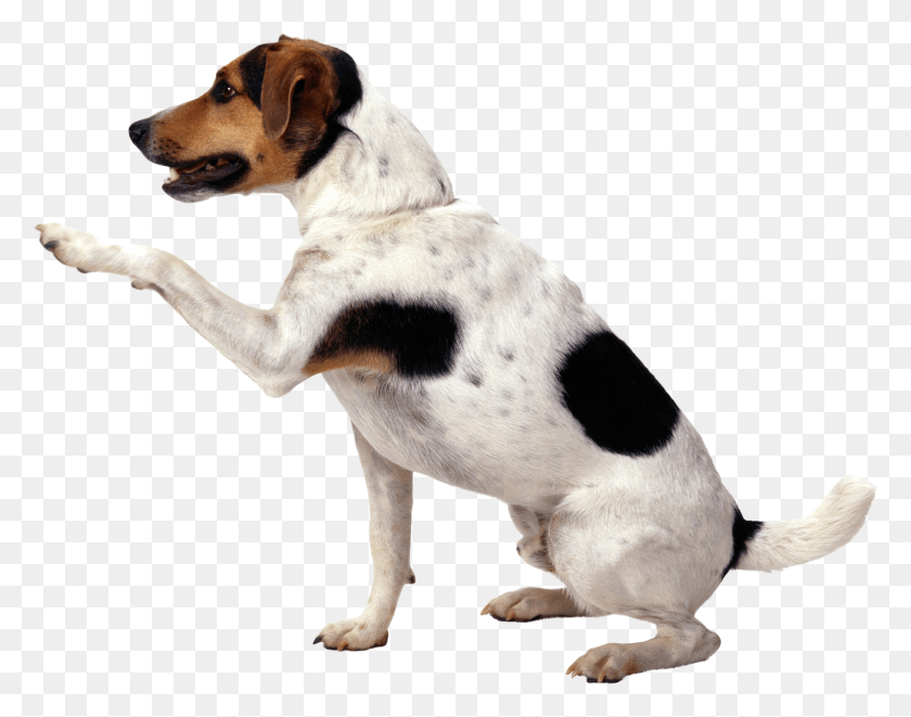 3033x2339 Dog With Paw In The Air, Hound, Pet, Canine HD PNG Download