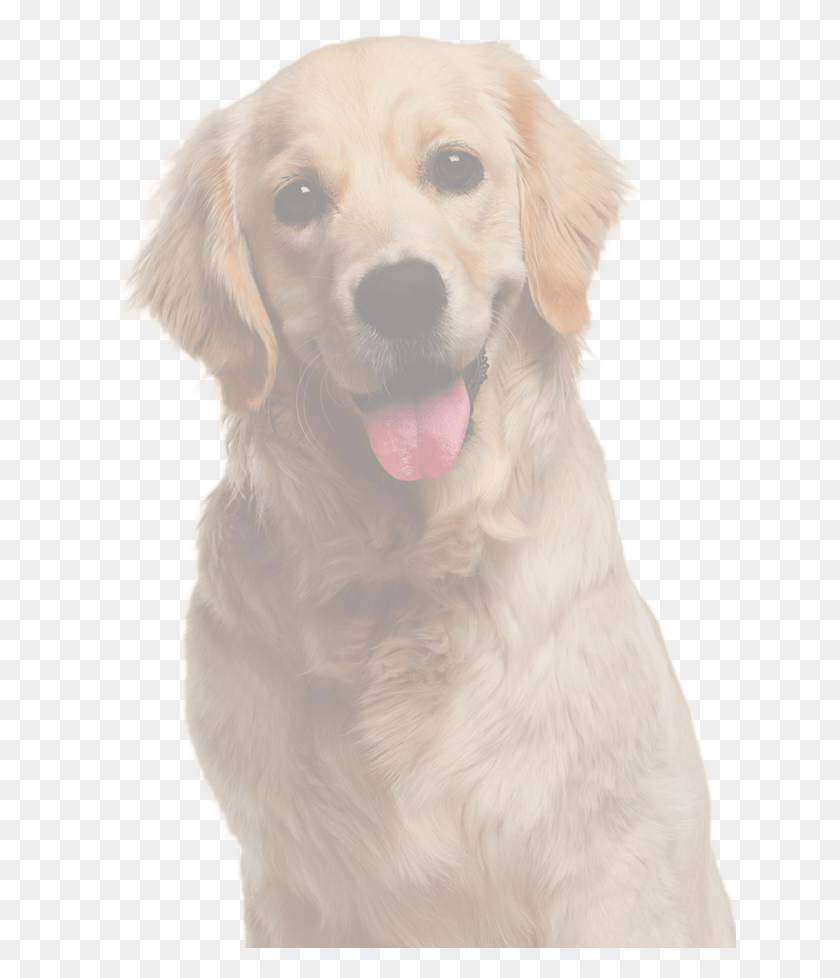 633x918 Doge Golden Retriever, Dog, Pet, Canine HD PNG Download