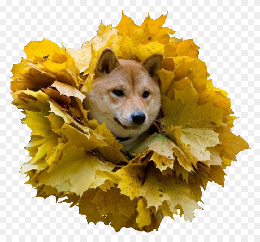 898x831 Doge Lion Hokkaido, Leaf, Plant, Canine HD PNG Download