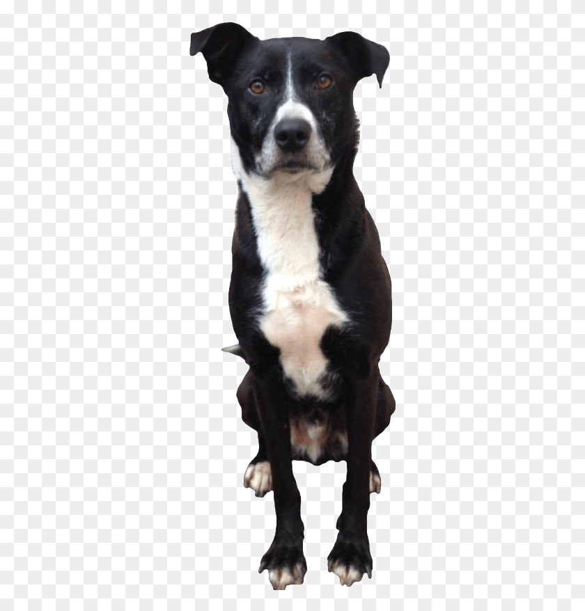 298x818 Doge Sitting Dog Sitting With Transparent Background, Pet, Canine, Animal HD PNG Download