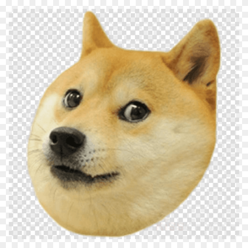 900x900 Doge Transparent Clipart Shiba Inu Doge Snake Doge Head Transparent Background, Dog, Pet, Canine HD PNG Download
