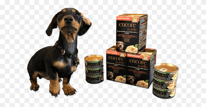 624x376 Doggie Dinner With Real Bite39 Dachshund, Dog, Pet, Canine HD PNG Download