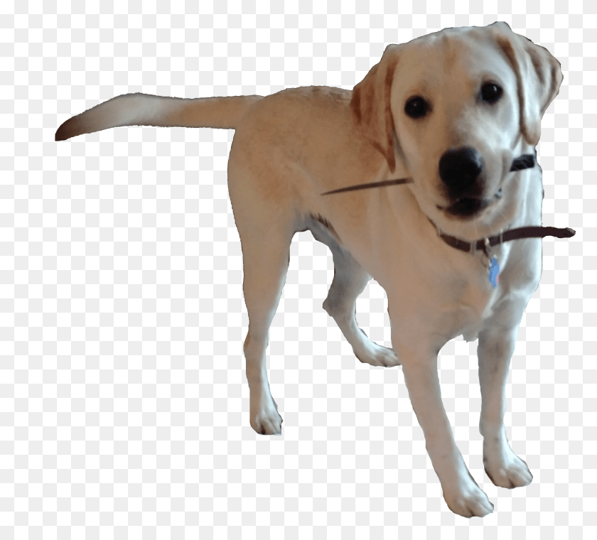 2582x2318 Doggo Dog Catches Something, Pet, Canine, Animal HD PNG Download