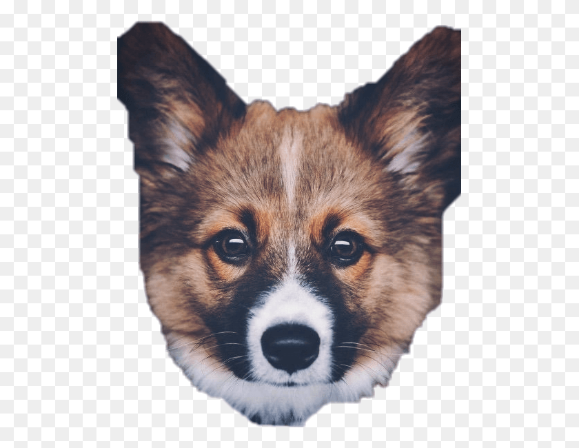 499x590 Doggo Sticker Don T Want To Go Back To Work After Christmas, Dog, Pet, Canine HD PNG Download