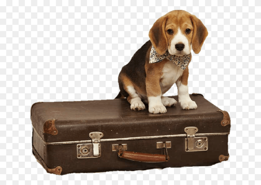 648x535 Doggo Travelling Animal, Hound, Dog, Pet HD PNG Download