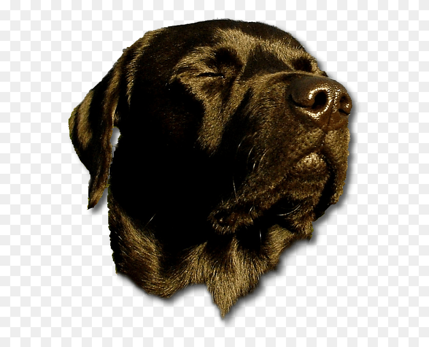 583x619 Doghead Labrador Retriever, Labrador Retriever, Dog, Pet HD PNG Download