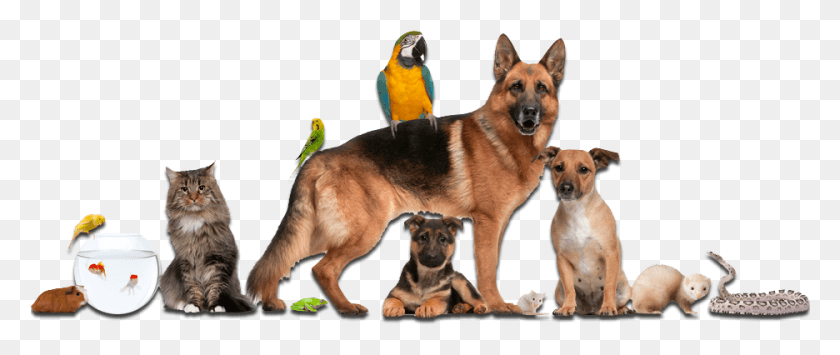 936x354 Dogs And Cats And Birds, Dog, Pet, Canine HD PNG Download