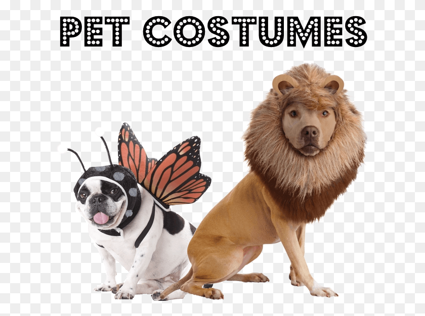 620x565 Dogs In Animal Costumes Dogs In Other Animal Costumes, Mammal, Dog, Pet HD PNG Download