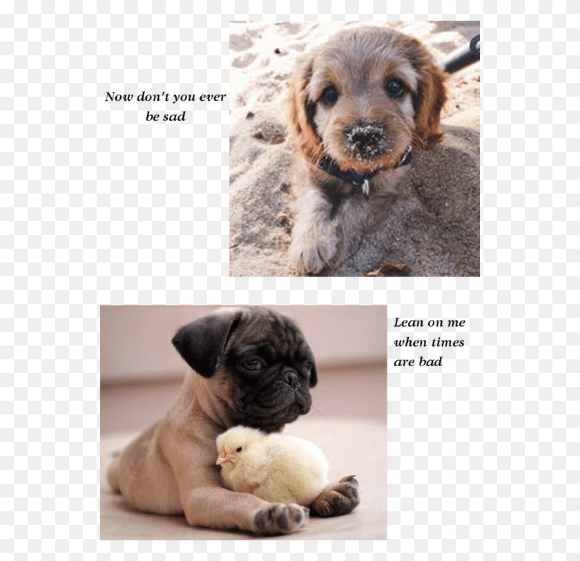 550x752 Dogs Photography, Canine, Mammal, Animal HD PNG Download
