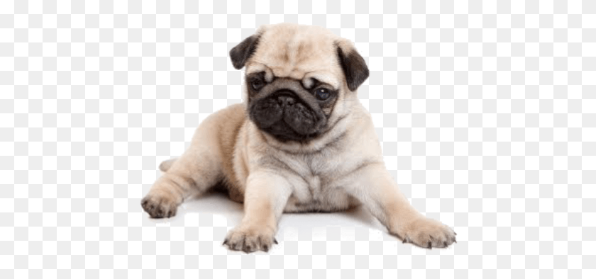 451x334 Dogs Pug Pets Pet Lovepets Lovedogs Animal Golden Pug Puppies, Dog, Canine, Mammal HD PNG Download