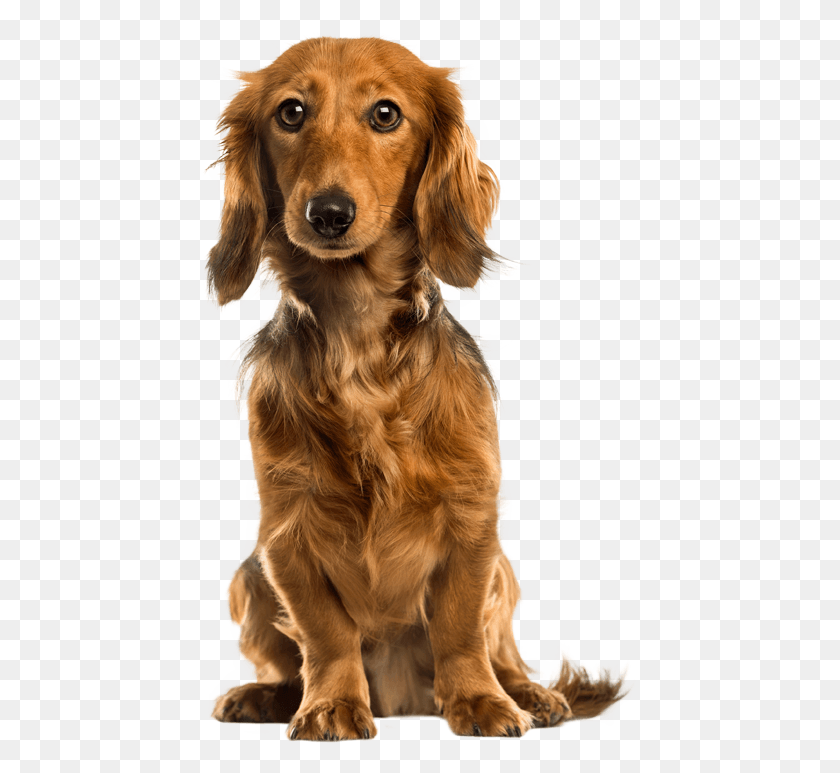 433x713 Dogs Tactics Mammals Labrador Retriever Dog Breeds Sobaka, Pet, Canine, Animal HD PNG Download