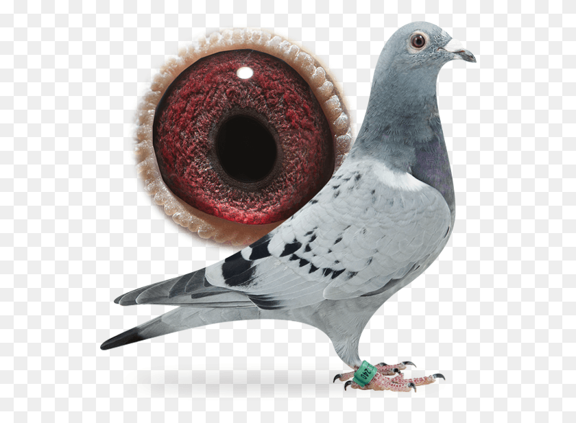 550x557 Dolce Vita Stock Dove, Bird, Animal, Pigeon HD PNG Download