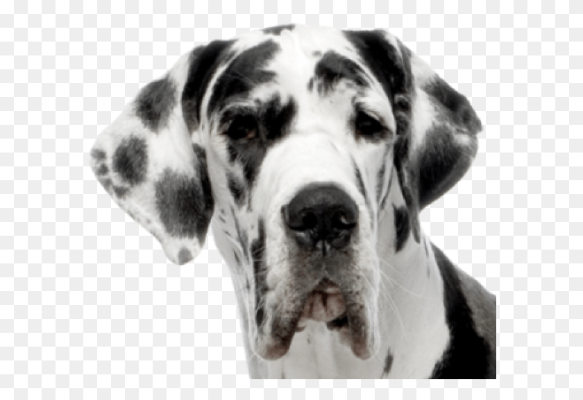 590x517 Dolmanian Dog Face Great Dane White Background, Dog, Pet, Canine HD PNG Download