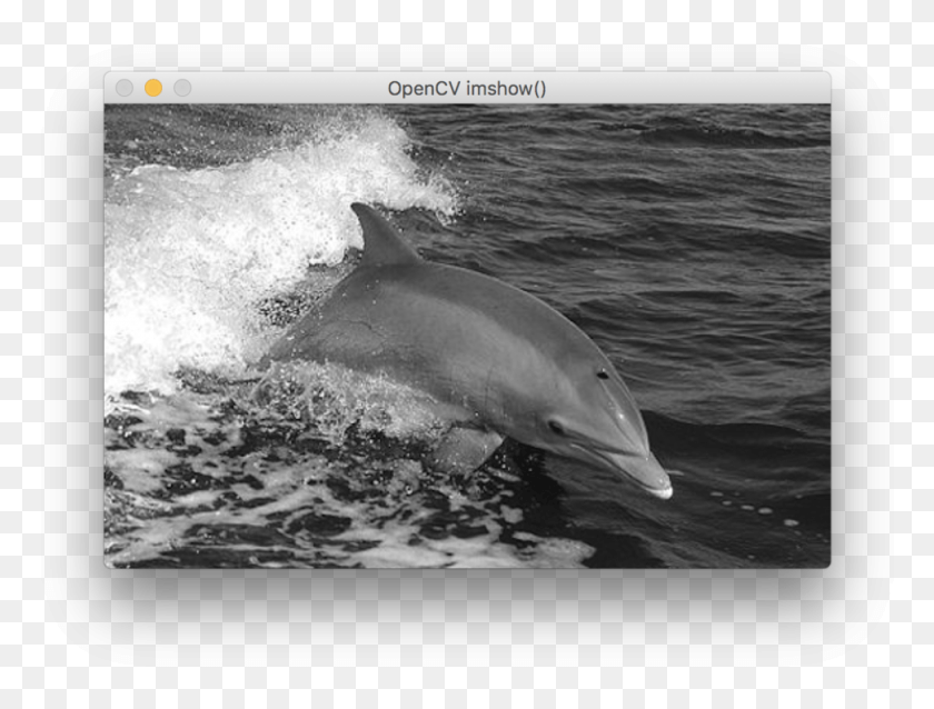 975x723 Dolphin, Shark, Sea Life, Fish HD PNG Download