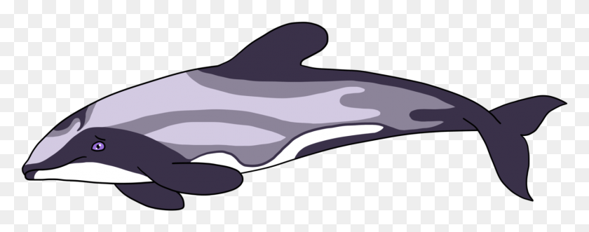 1436x499 Дельфин Потоо Мауи И Гектор Различия Дельфинов, Морская Жизнь, Животное, Млекопитающее Hd Png Скачать