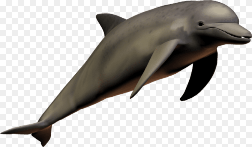 Dolphin Clear Background, Animal, Mammal, Sea Life, Fish Transparent PNG