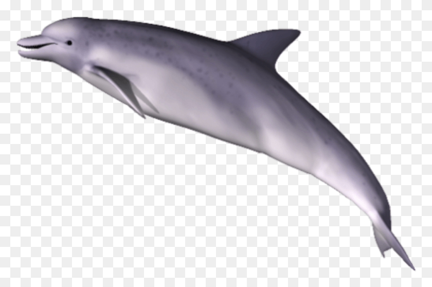 1017x650 Dolphin Clipart Dolphin, Sea Life, Animal, Mammal HD PNG Download