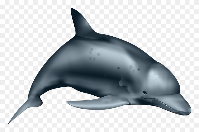 1143x732 Дельфин, Рыба, Морская Вода, Морское Изображение, Обыкновенный Афалина, Дельфин, Акула, Морская Жизнь, Животное Png Скачать
