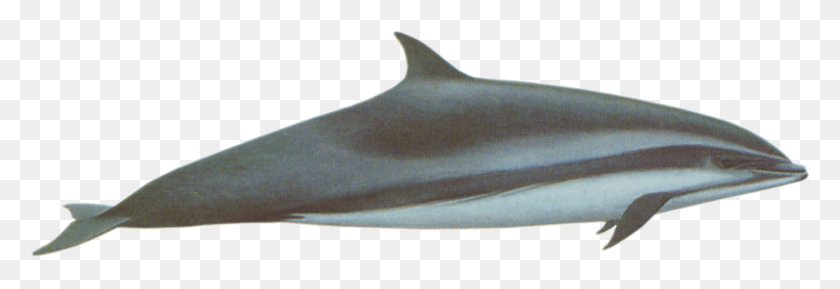 1387x408 Dolphin Fraser39s Dolphin, Mammal, Sea Life, Animal HD PNG Download