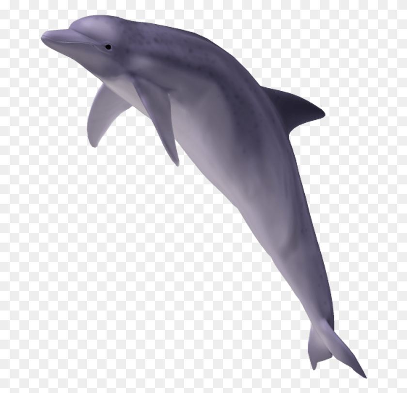 674x750 Dolphin Free Transparent Background Images Free Dolphin Image No Background, Axe, Tool, Mammal HD PNG Download